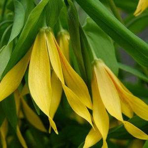 Uvularia 2 Uvularia 2