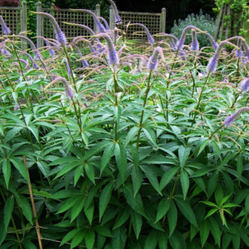 Veronicastrum sibirica