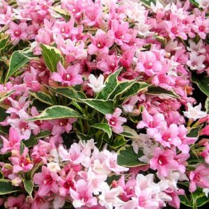 Weigela Variegated