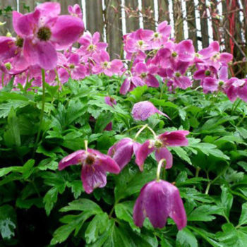 anemone-nemorosa-gigantea-rubra
