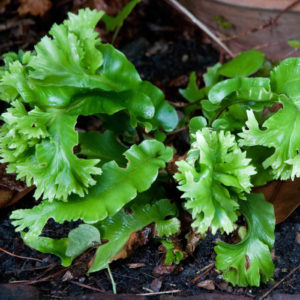 asplenium cristatum 2 asplenium cristatum 2