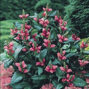 chelone
