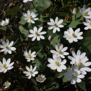Jeffersonia diphylla