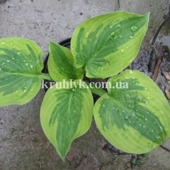 watermarked - Brim cup