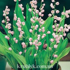 watermarked - Convallaria rosea