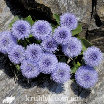 watermarked - Globularia incanescens watermarked - Globularia incanescens
