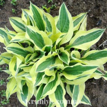 watermarked - Hosta_Hanky_Panky