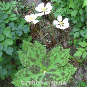 watermarked - Podofillum Japan