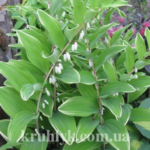 watermarked - Polygonatum variegata