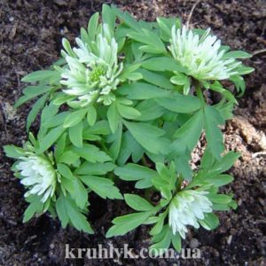 watermarked - anemone sylvestris polish star watermarked - anemone sylvestris polish star