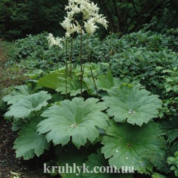 watermarked - astilboides-tabularis
