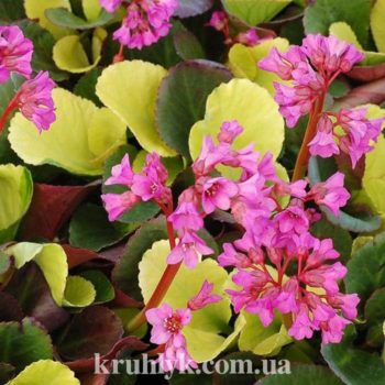 watermarked - bergenia lunnar glow
