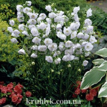 watermarked - campanula la bone amie