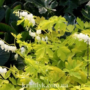 watermarked - dicentra white gold