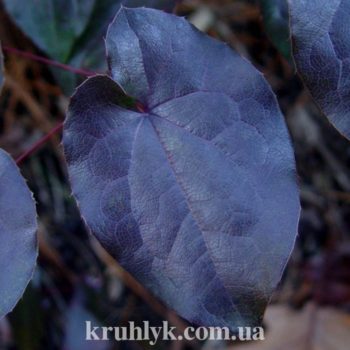 watermarked - epimedium black sea
