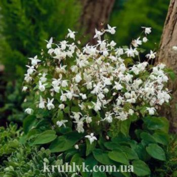 watermarked - epimedium niveum- watermarked - epimedium niveum-