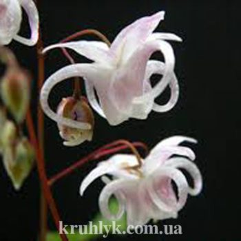 watermarked - epimedium sakura maru