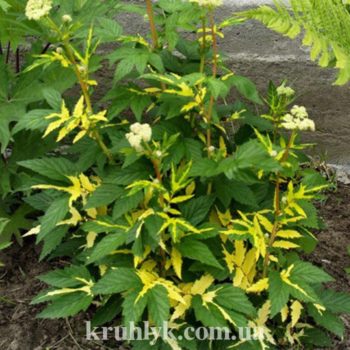 watermarked - filipendula variegata