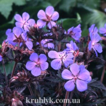 watermarked - geranium black beauty2