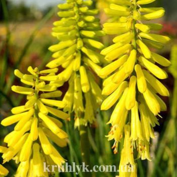 watermarked - kniphofia Lemon popsicle