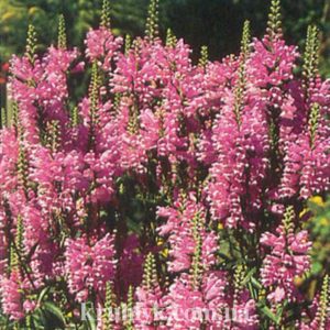 watermarked - physostegia virginiana vivid 2 watermarked - physostegia virginiana vivid 2