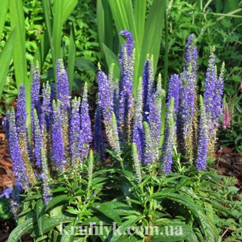 watermarked - veronica blue 2