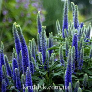 watermarked - veronica blue