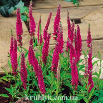 watermarked - veronica red fox