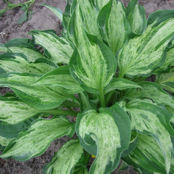 hosta allegan fog