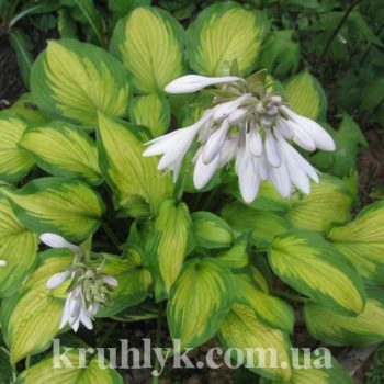 watermarked - IMG_5963