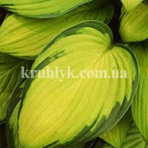watermarked - hosta gold standard gal watermarked - hosta gold standard gal
