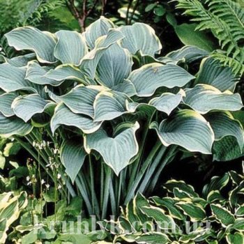 watermarked - hosta regal splendor