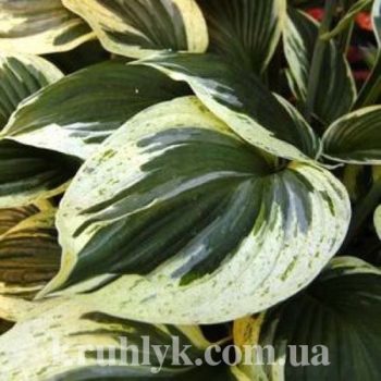 Мощный и красивый сорт хосты