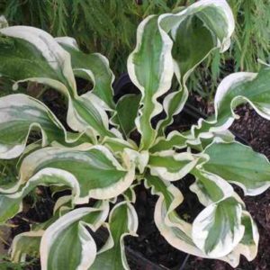 Hosta let's twist again галерея