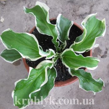watermarked - Hosta lets twist again