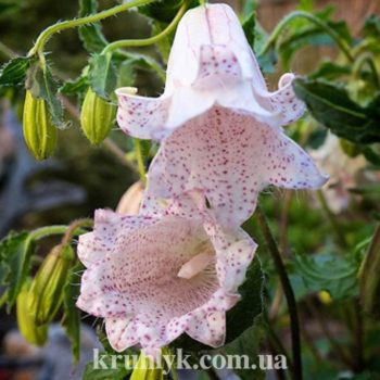 watermarked - campanula milky way