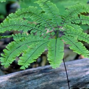 adiantum pedatum imbricatum галерея