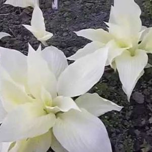 hosta white feather Галелея 2