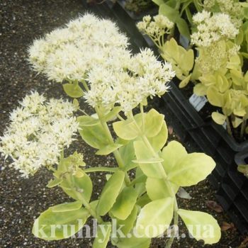 watermarked - Sedum 'Stardust'