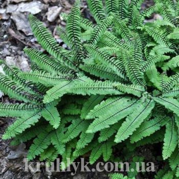 watermarked - adiantum pedatum imbricatum