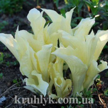 watermarked - hosta white feather (1)
