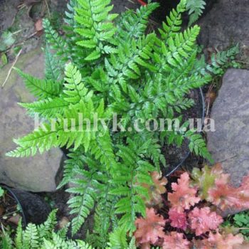 watermarked - polystichum tsus-simense