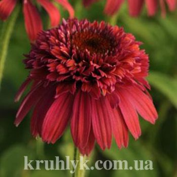 watermarked - 2echinacea double scoop raspberry F