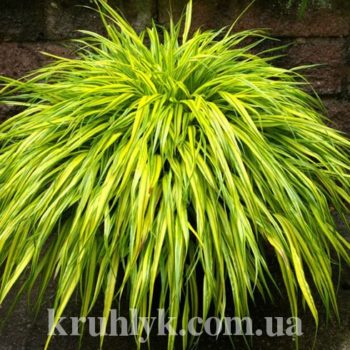 watermarked - Hakonechloa_macra_Aureola_ Главная Ф