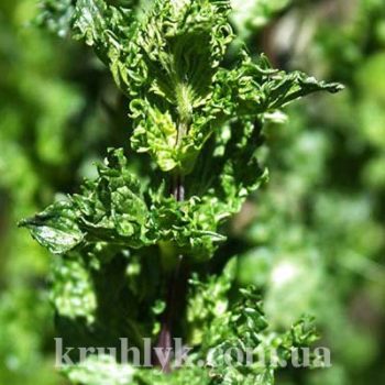 watermarked - Mentha crista5