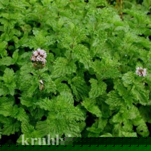 watermarked - Mentha crisра
