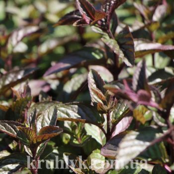 watermarked - Mentha x piperita 'Chocolate'