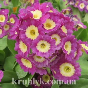 watermarked - Primula auricula 'Hansi' главн