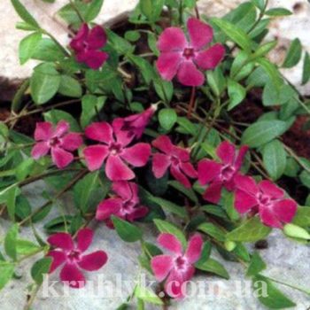 watermarked - Vinca minor Atropurpurea гл