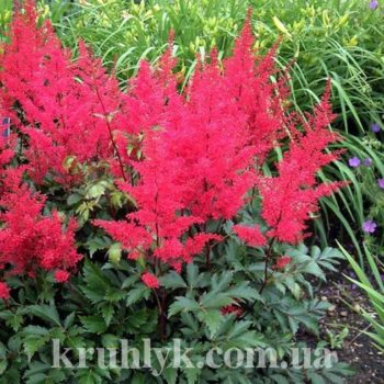 watermarked - astilbe red sentinel